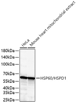 HSP60/HSPD1 Monoclonal Antibody [9M6W5]
