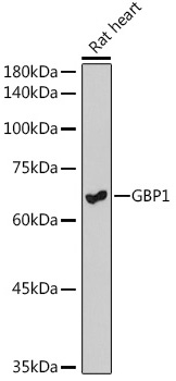 GBP1 Monoclonal Antibody [3X7O9]