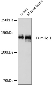 Pumilio 1 Monoclonal Antibody [8Y6H5]