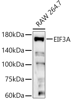 EIF3A Polyclonal Antibody