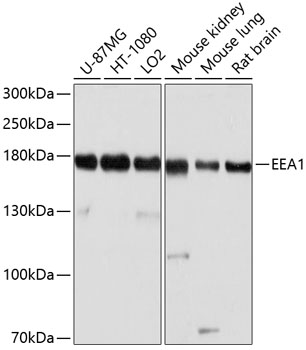 EEA1 Polyclonal Antibody