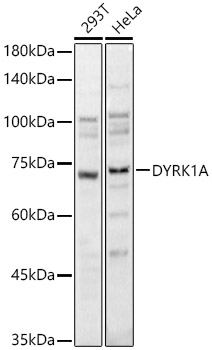 DYRK1A Polyclonal Antibody