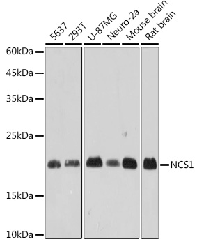 NCS1 Monoclonal Antibody [9W8J4]