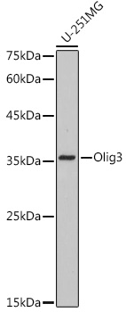 Olig3 Monoclonal Antibody [9C1N3]