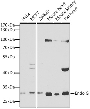 Endo G Polyclonal Antibody