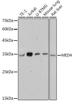 MED4 Monoclonal Antibody [8T5C9]