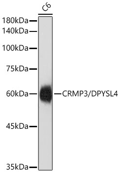 CRMP3/DPYSL4 Monoclonal Antibody [8N2S10]