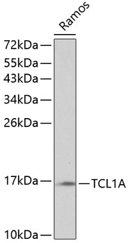 TCL1A Polyclonal Antibody