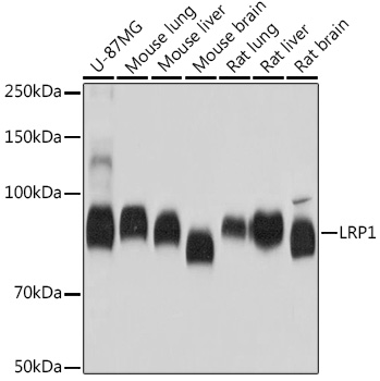LRP1 Monoclonal Antibody [4O3Y8]
