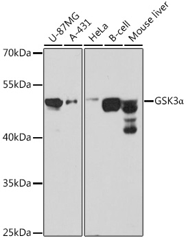 GSK3a Polyclonal Antibody