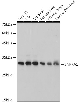 SNRPA1 Monoclonal Antibody [2D7M1]