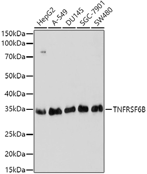 TNFRSF6B Polyclonal Antibody