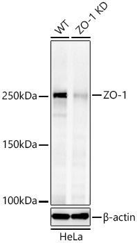 ZO-1 Polyclonal Antibody