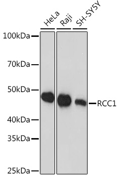 RCC1 Monoclonal Antibody [1F0C5]