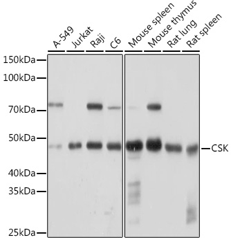 CSK Monoclonal Antibody [1A2F5]