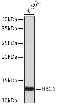 HBG1/2 Monoclonal Antibody [1R9T7]