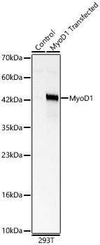 MyoD1 Polyclonal Antibody
