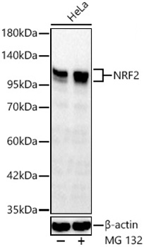 NRF2 Polyclonal Antibody