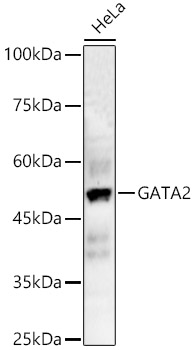 GATA2 Polyclonal Antibody