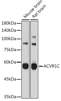 ACVR1C Polyclonal Antibody