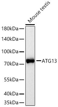 ATG13 Polyclonal Antibody