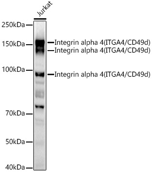 Integrin alpha 4 (ITGA4/CD49d) Polyclonal Antibody