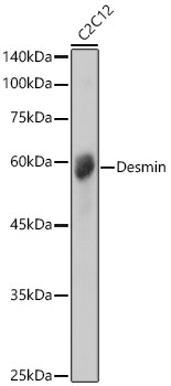 Desmin Polyclonal Antibody