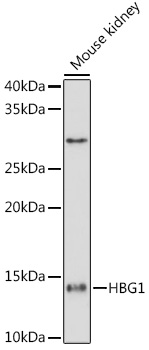 HBG1/2 Monoclonal Antibody [6F1A8]