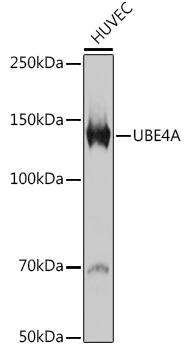 UBE4A Monoclonal Antibody [2A5N2]
