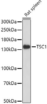 TSC1 Polyclonal Antibody