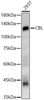 CBL Polyclonal Antibody