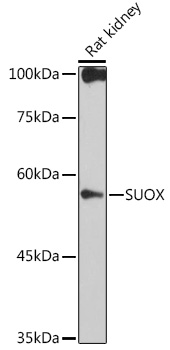 SUOX Monoclonal Antibody [6H0C9]