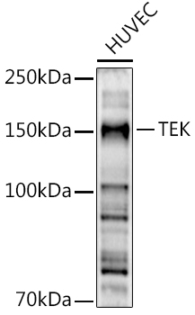 TEK Polyclonal Antibody