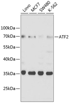 ATF2 Polyclonal Antibody