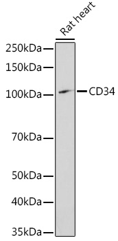 CD34 Polyclonal Antibody