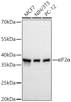 eIF2a Polyclonal Antibody