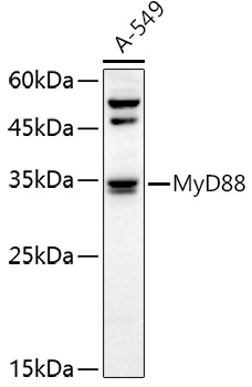 MyD88 Polyclonal Antibody
