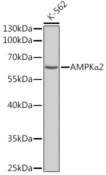 AMPKa2 Polyclonal Antibody