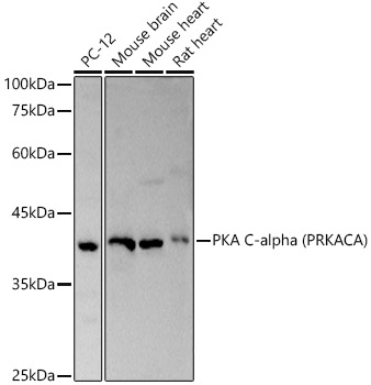 PKA C-alpha (PRKACA) Polyclonal Antibody