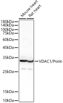 VDAC1 / Porin Polyclonal Antibody