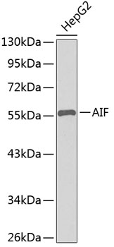 AIF Polyclonal Antibody