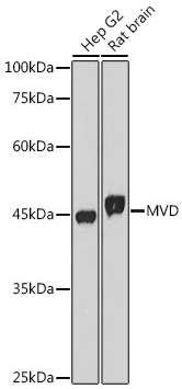 MVD Monoclonal Antibody [7G4B9]