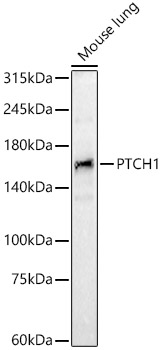 PTCH1 Polyclonal Antibody