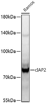 cIAP2 Polyclonal Antibody