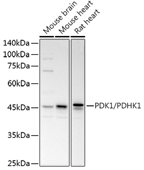 PDK1/PDHK1 Polyclonal Antibody