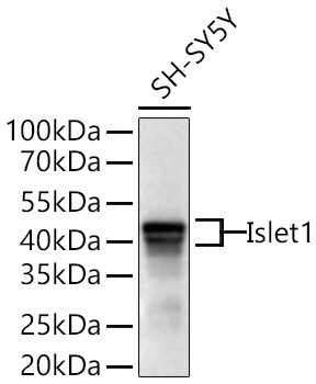 Islet1 Monoclonal Antibody [1G9Q8]
