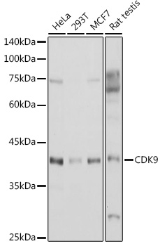CDK9 Polyclonal Antibody