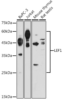 LEF1 Polyclonal Antibody