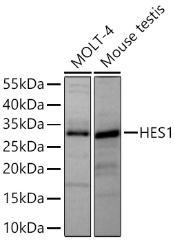 HES1 Monoclonal Antibody [9I2E8]