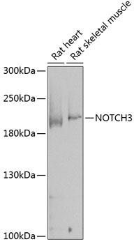 NOTCH3 Polyclonal Antibody